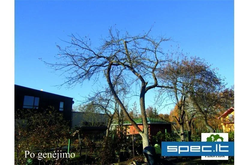 Plantida, UAB | spec.lt