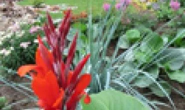 Apdovanotos gražiausių gėlynų puoselėtojos