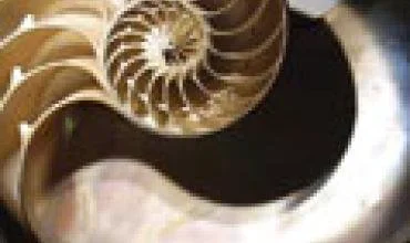 Architektūrinė bionika- gamta, sustingusi judrioje formoje