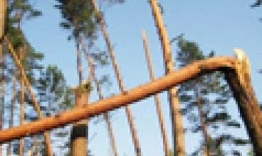 Biokuras pūva miškuose