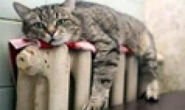 Butus dažniausiai niokoja užpylimai trūkus vamzdžiams