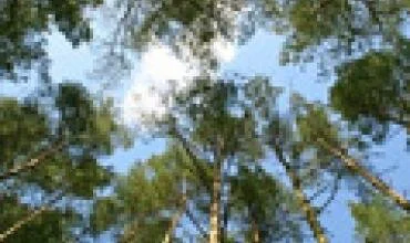 Buvę savininkai ir jų įpėdiniai galės atstatyti sodybas miško žemėje