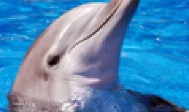 Delfinariumas uždaromas rekonstrukcijai