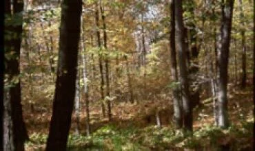 Draudimai menkina valstybės turtą