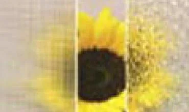 Naujiena Lietuvos rinkoje – ypatingai tvirtos medinės lauko durys