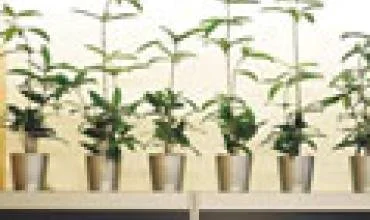 Tyro oro oazė biure