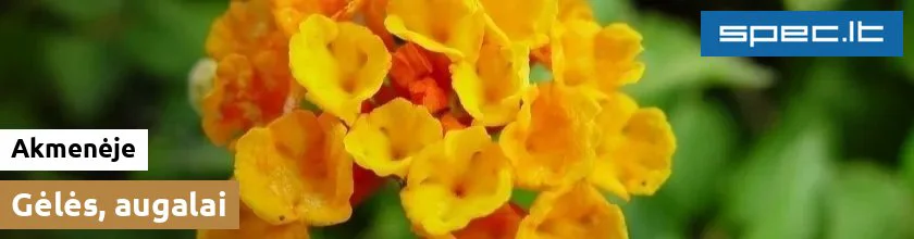 Gėlės, augalai Akmenėje | spec.lt