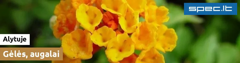 Gėlės, augalai Alytuje | spec.lt