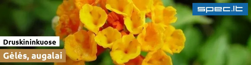 Gėlės, augalai Druskininkuose | spec.lt