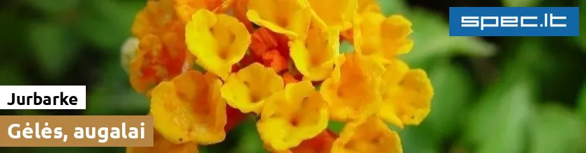 Gėlės, augalai Jurbarke | spec.lt