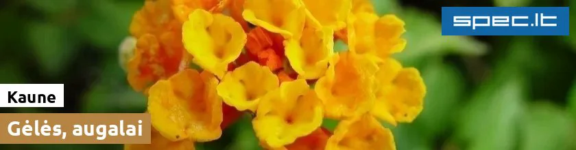 Gėlės, augalai Kaune | spec.lt