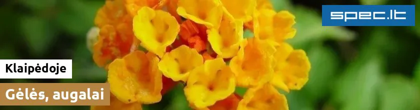 Gėlės, augalai Klaipėdoje | spec.lt