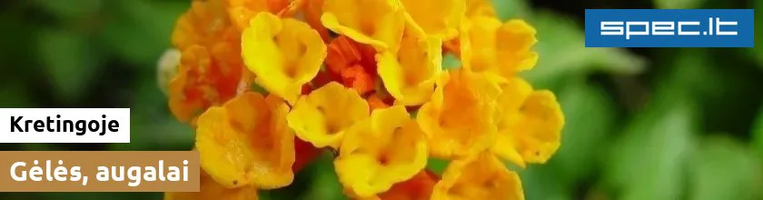 Gėlės, augalai Kretingoje | spec.lt