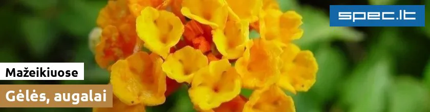 Gėlės, augalai Mažeikiuose | spec.lt