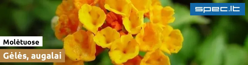 Gėlės, augalai Molėtuose | spec.lt