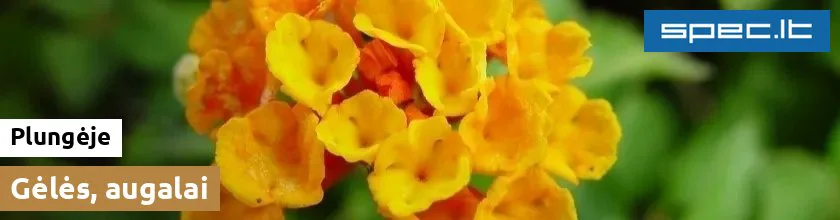 Gėlės, augalai Plungėje | spec.lt