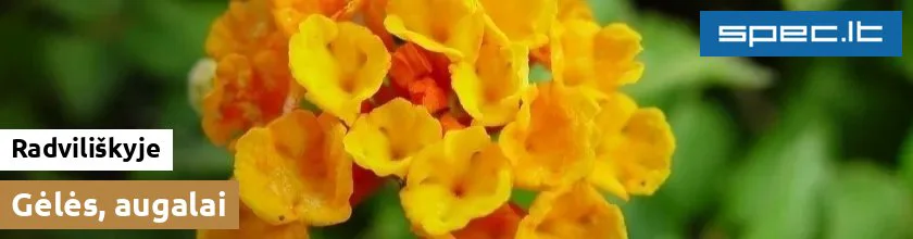 Gėlės, augalai Radviliškyje | spec.lt