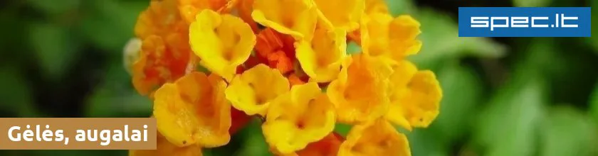 Gėlės, augalai | spec.lt