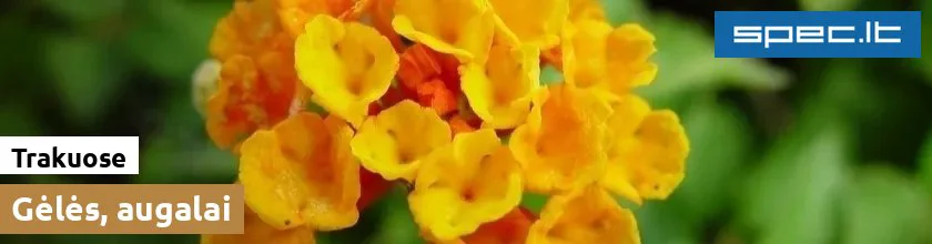 Gėlės, augalai Trakuose | spec.lt