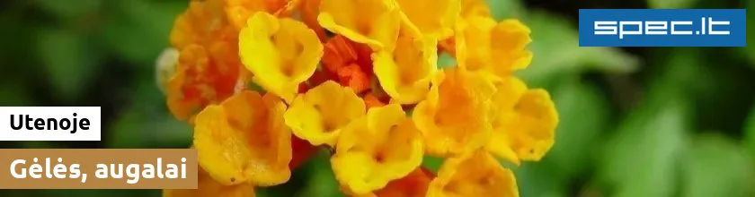 Gėlės, augalai Utenoje | spec.lt
