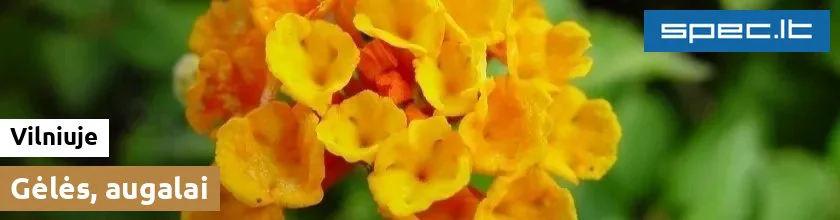 Gėlės, augalai Vilniuje | spec.lt