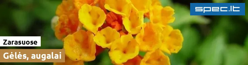 Gėlės, augalai Zarasuose | spec.lt