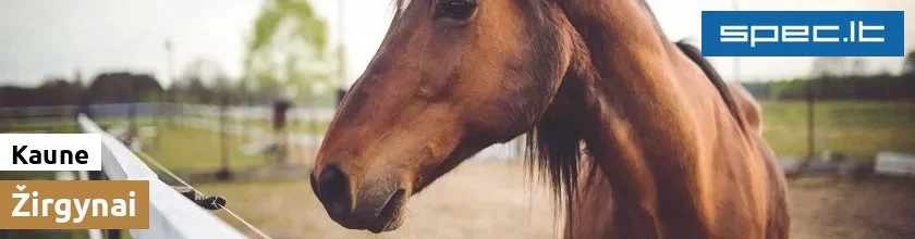 Žirgynai Kaune | spec.lt