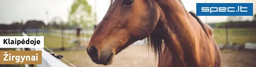 Žirgynai Klaipėdoje | spec.lt