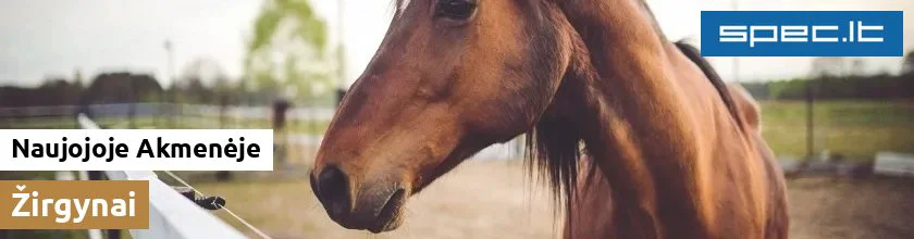 Žirgynai Naujojoje Akmenėje