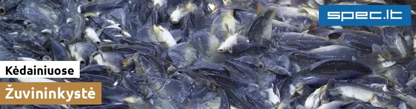 Žuvininkystė Kėdainiuose