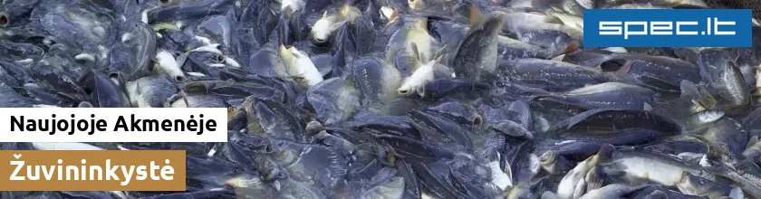 Žuvininkystė Naujojoje Akmenėje